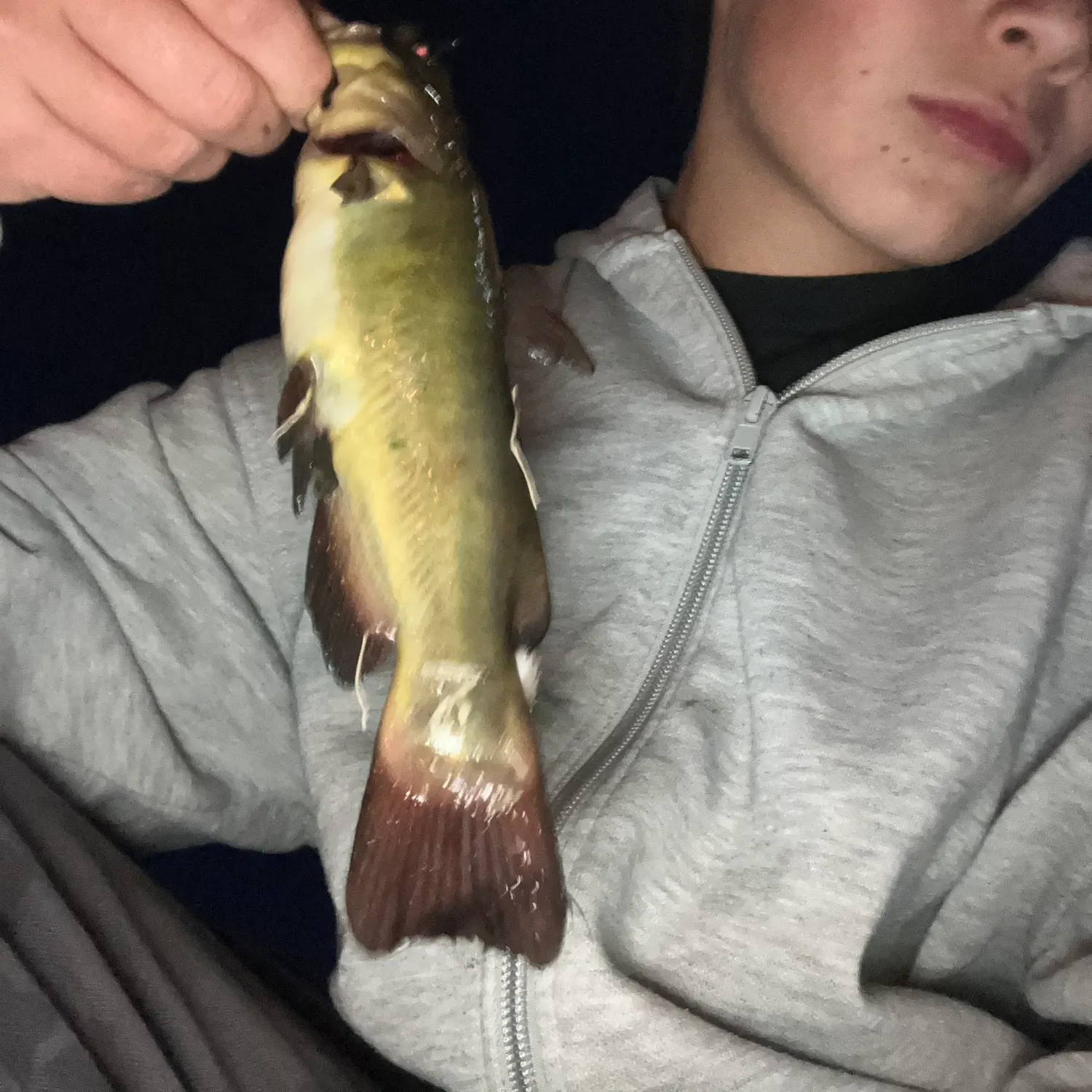 The most recent Yellow bullhead catches on Fishbrain