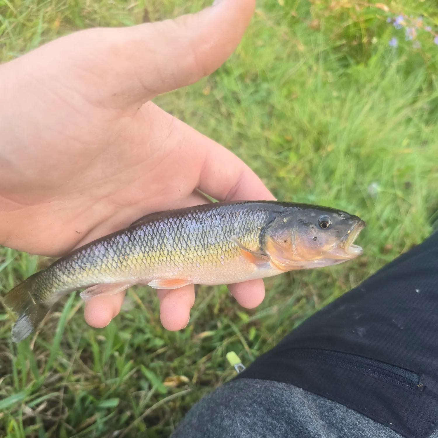 The most recent River chub catches on Fishbrain