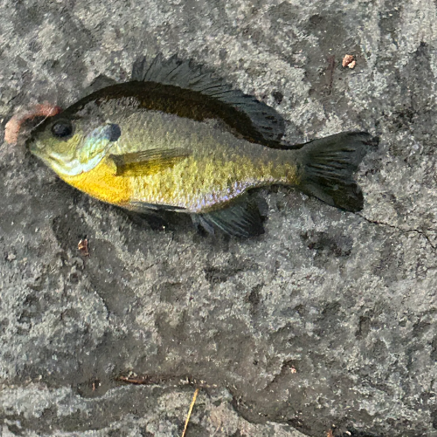 Bluegill caught on Fishbrain