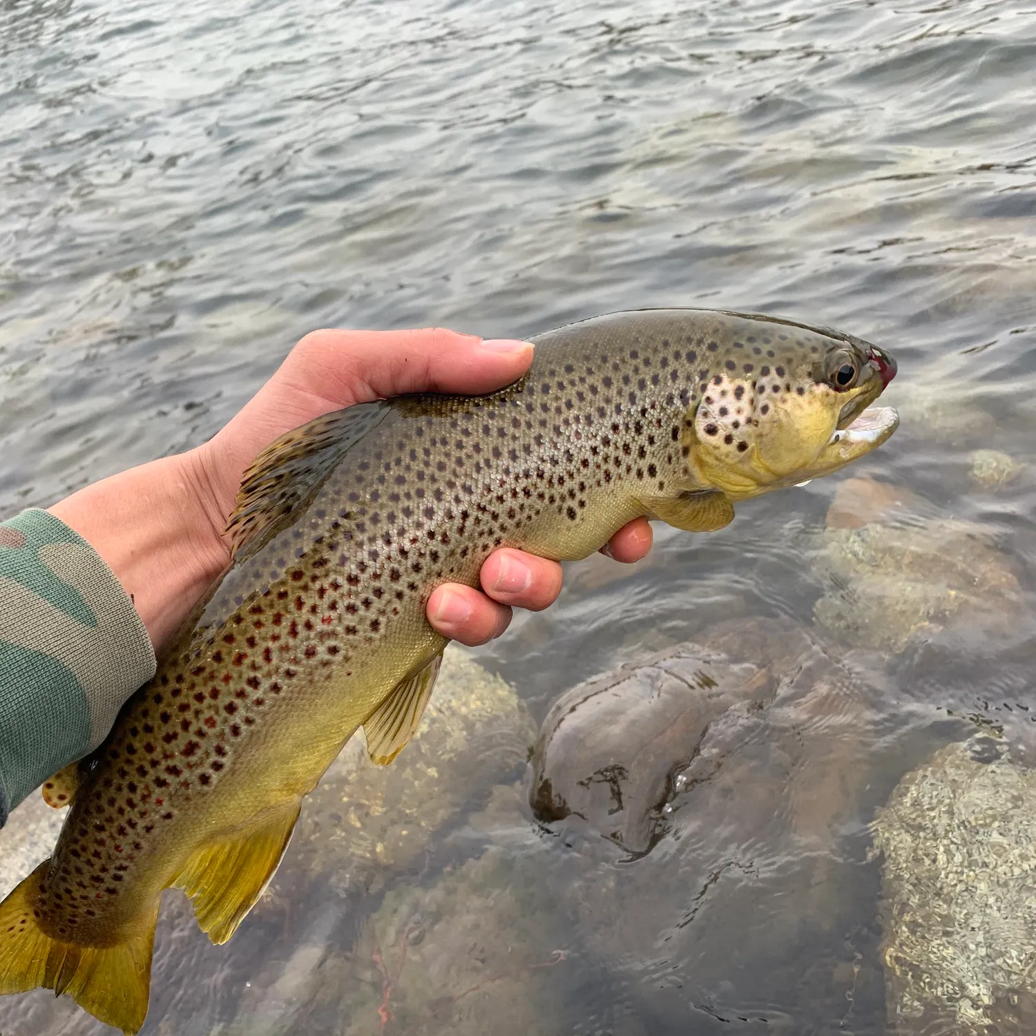 recently logged catches