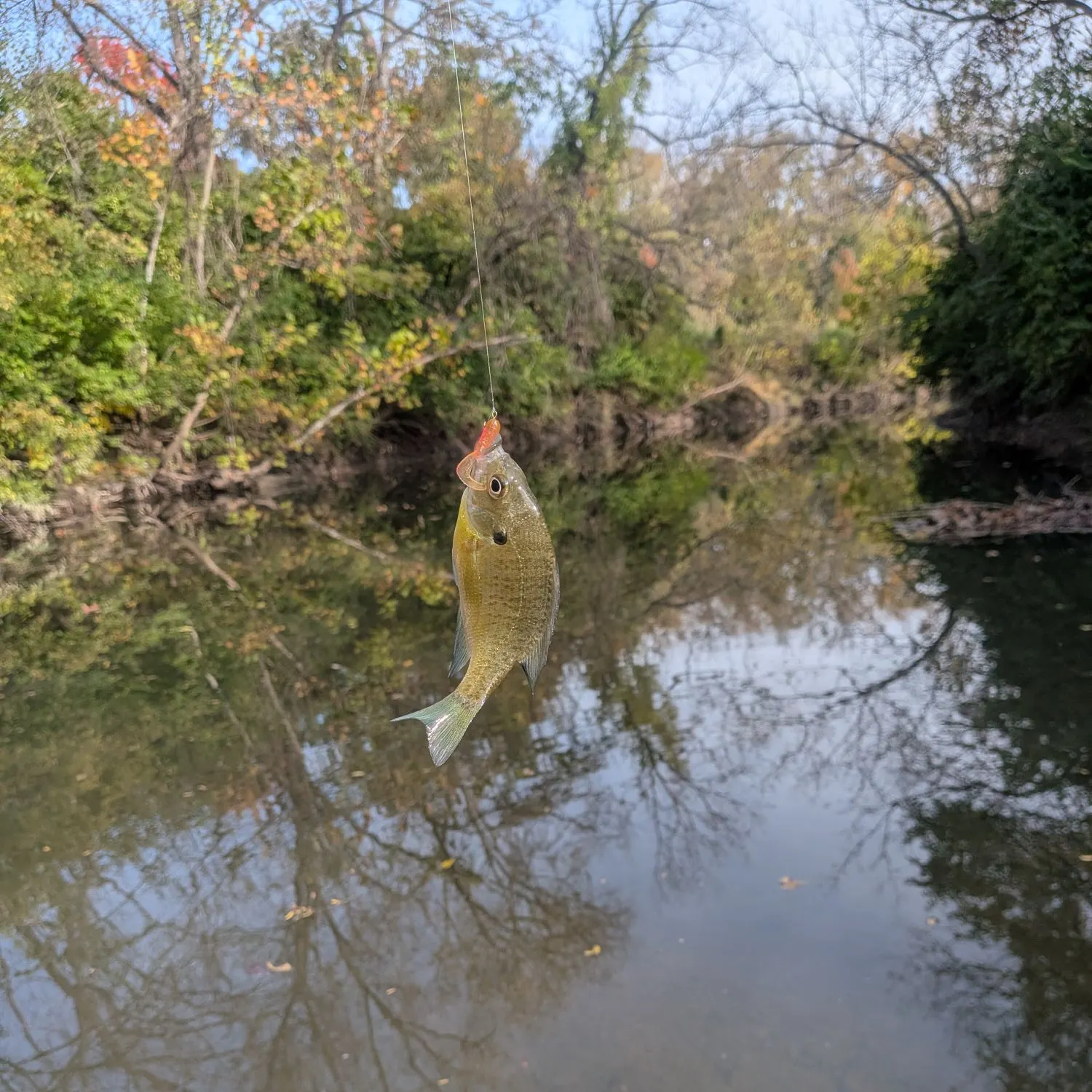 Green sunfish caught on Fishbrain