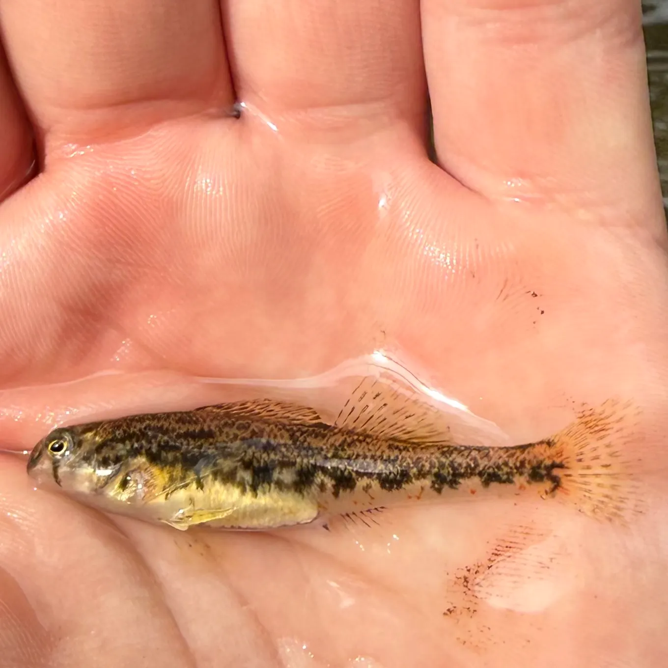 The most recent Tennessee snubnose darter catches on Fishbrain