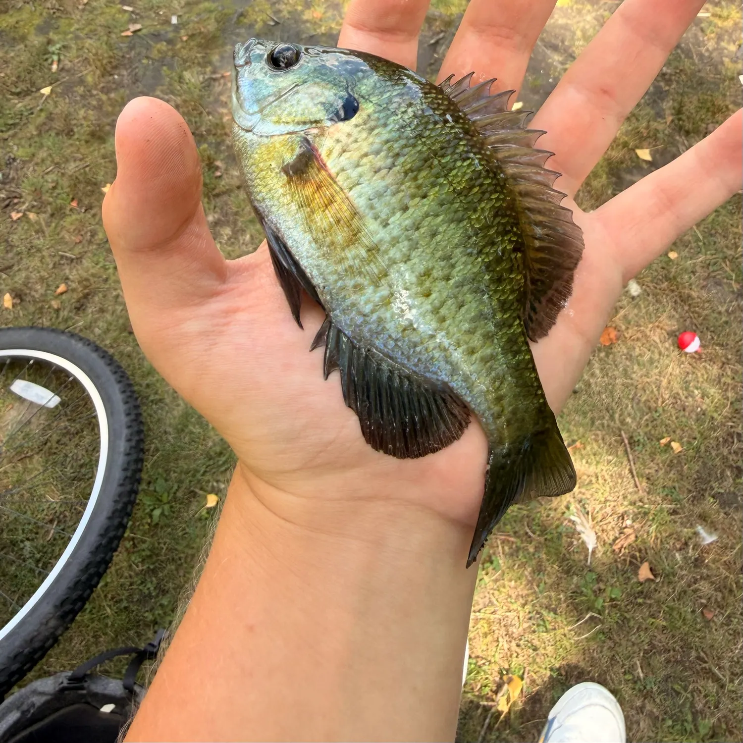 Bluegill caught on Fishbrain