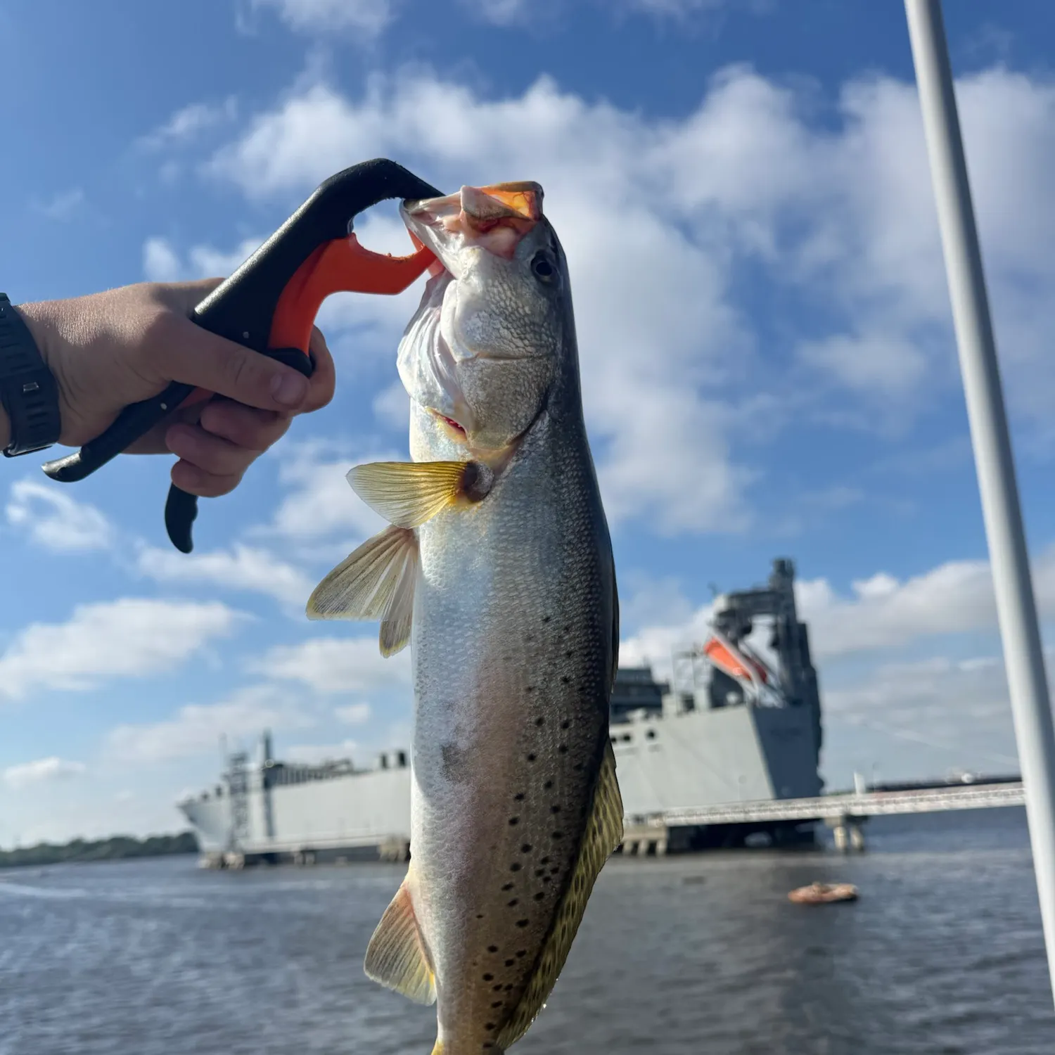 Spotted seatrout caught on Fishbrain