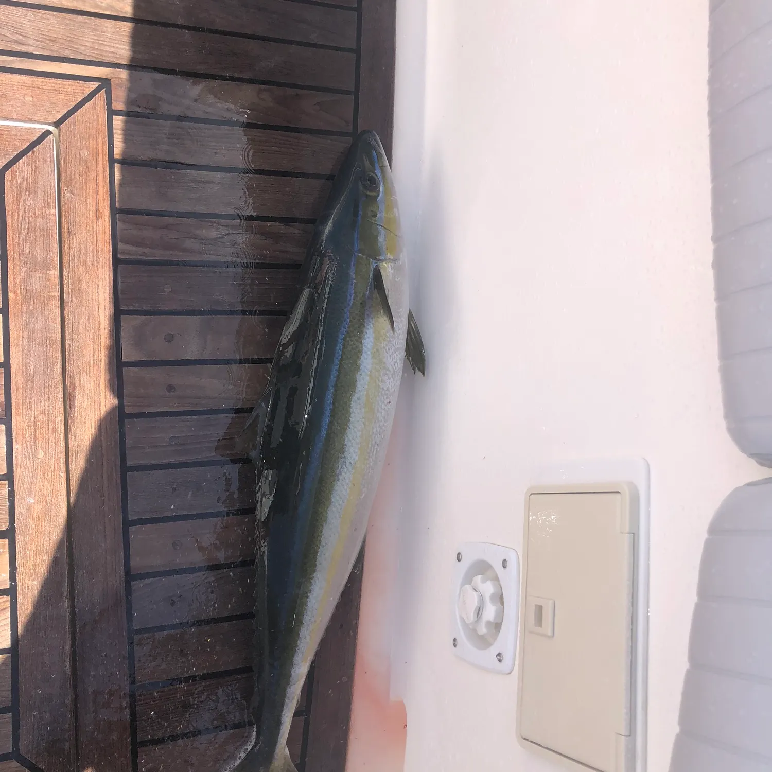 The most recent Rainbow runner catches on Fishbrain