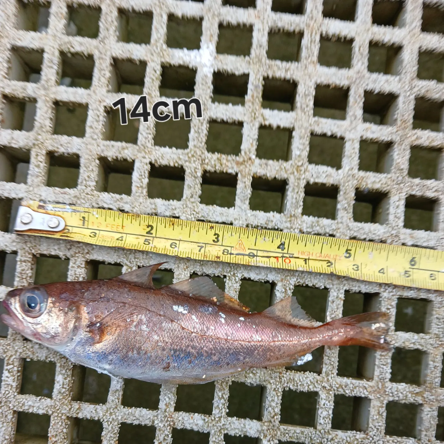 Poor cod caught on Fishbrain