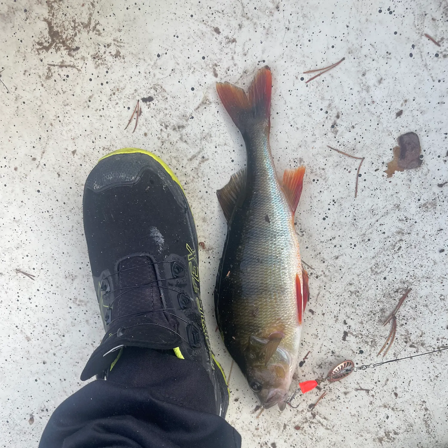 recently logged catches