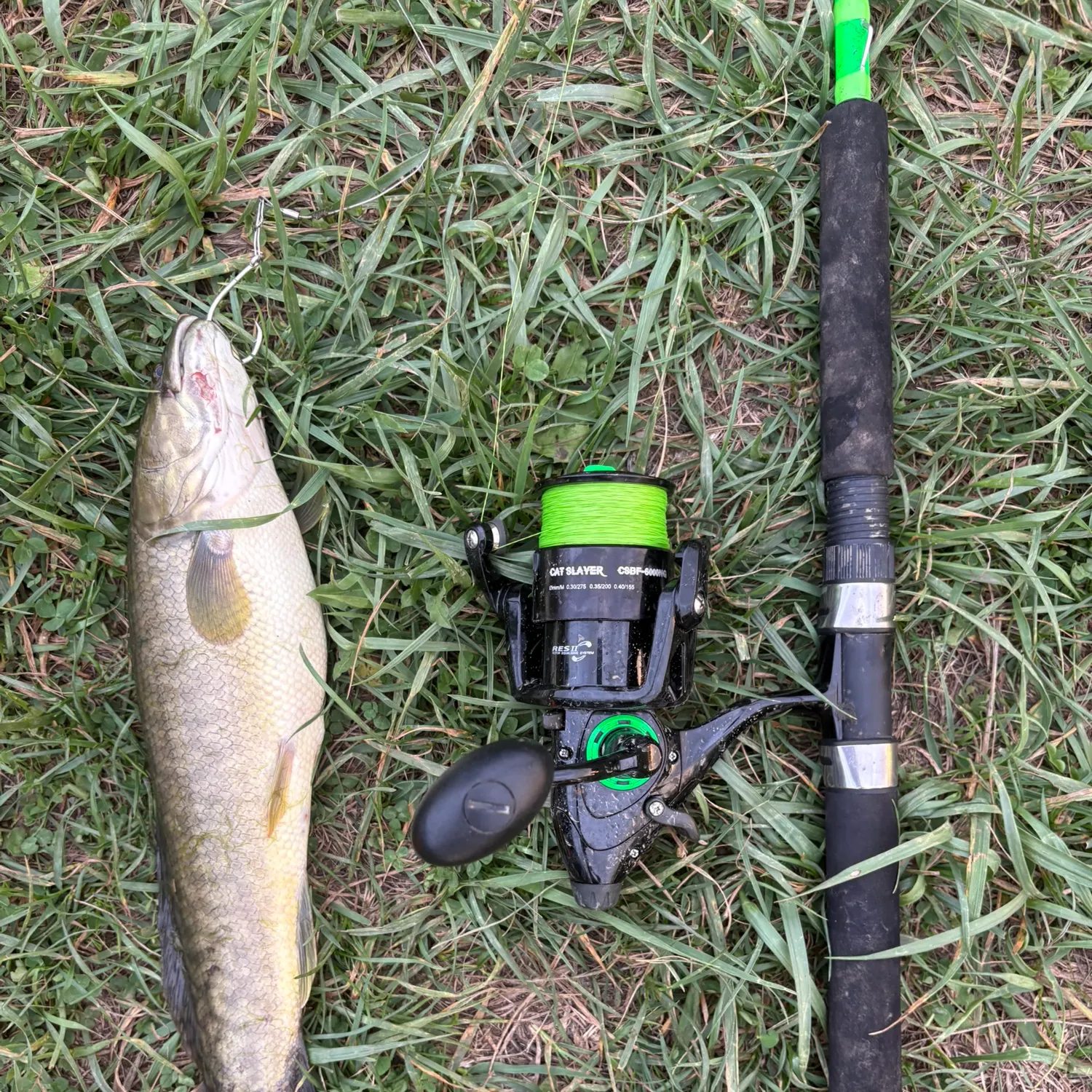 Eyetail bowfin caught on Fishbrain