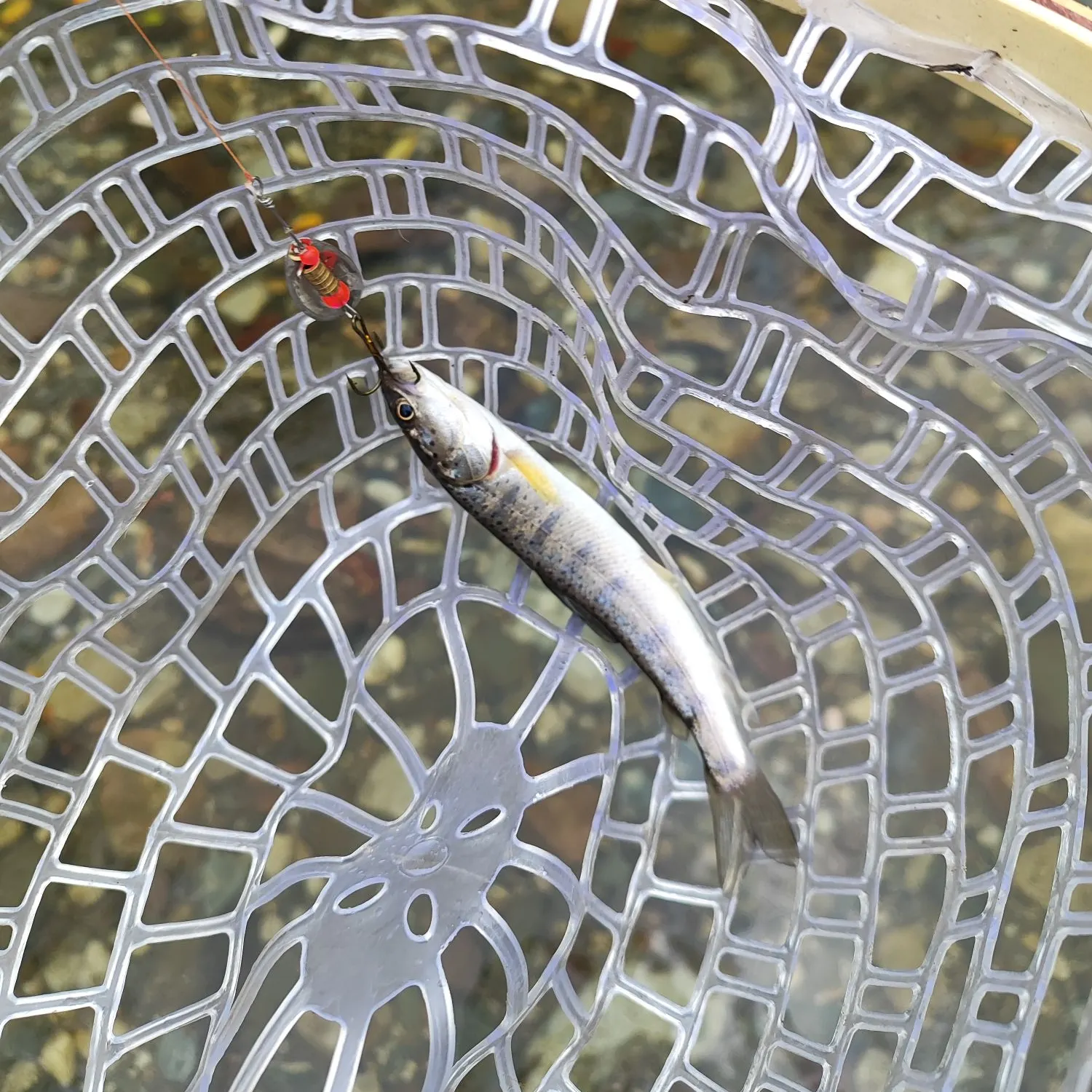 The most recent Huchen catches on Fishbrain