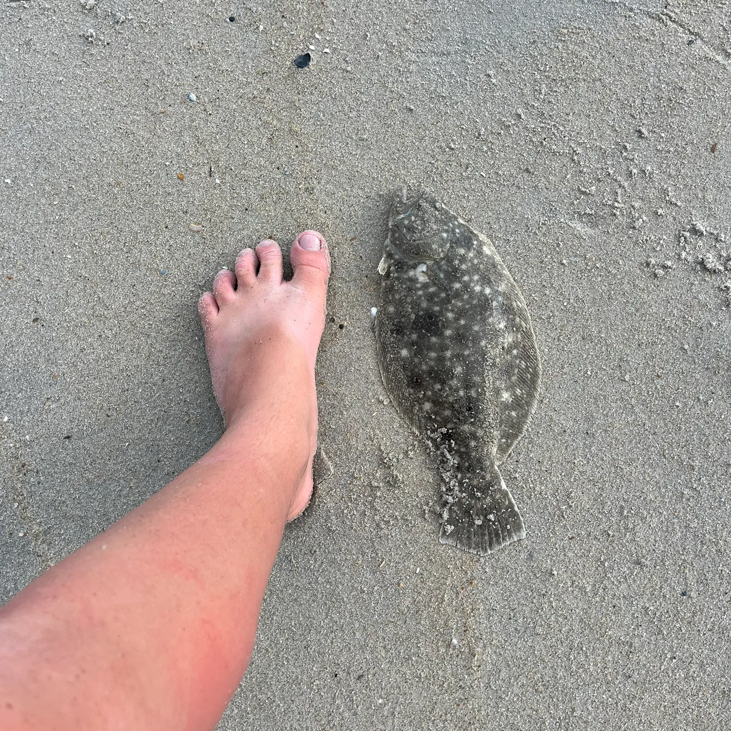 Summer flounder caught on Fishbrain