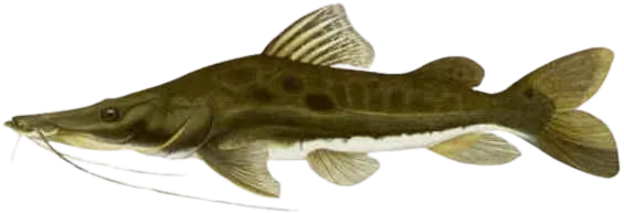 Porthole shovelnose catfish