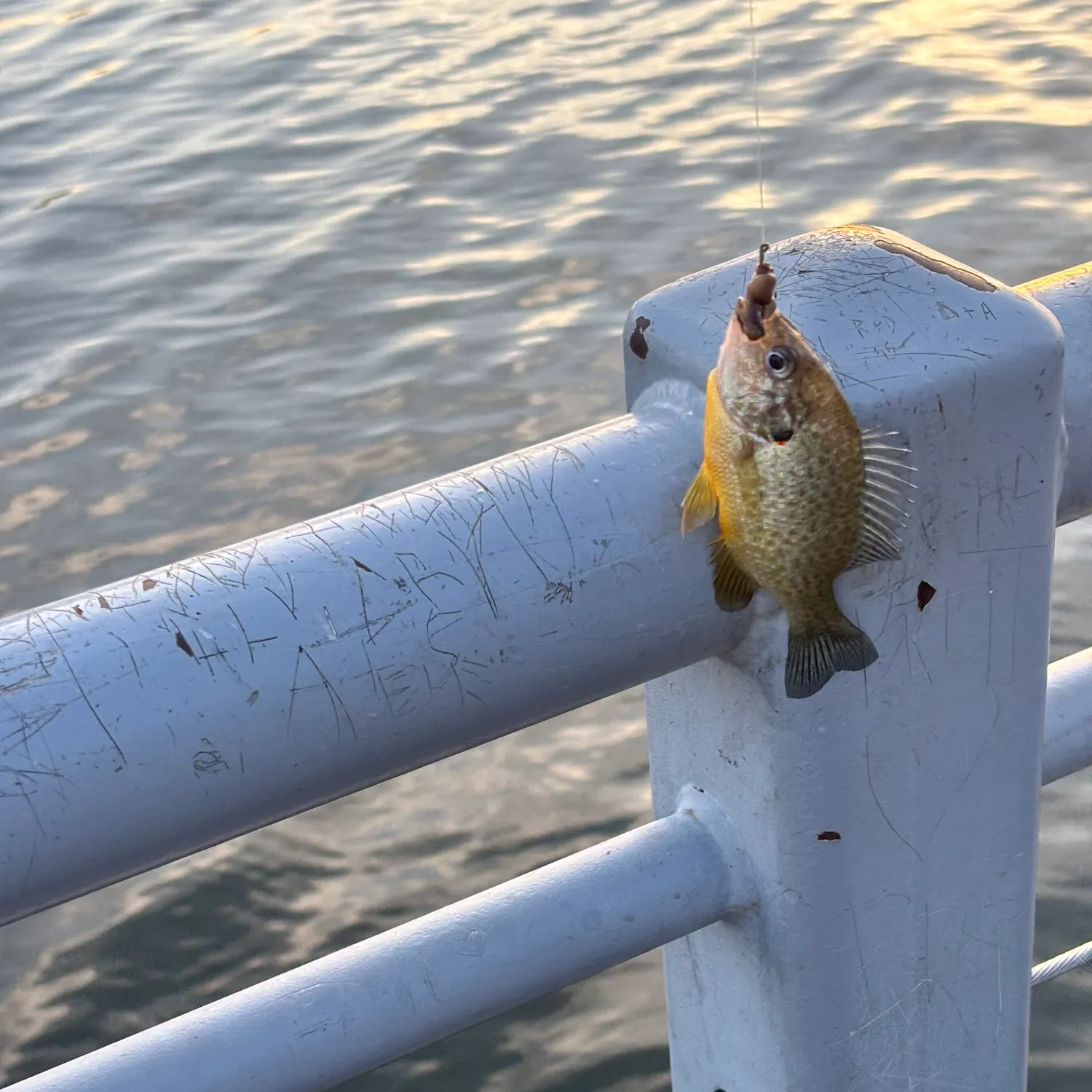 Pumpkinseed caught on Fishbrain