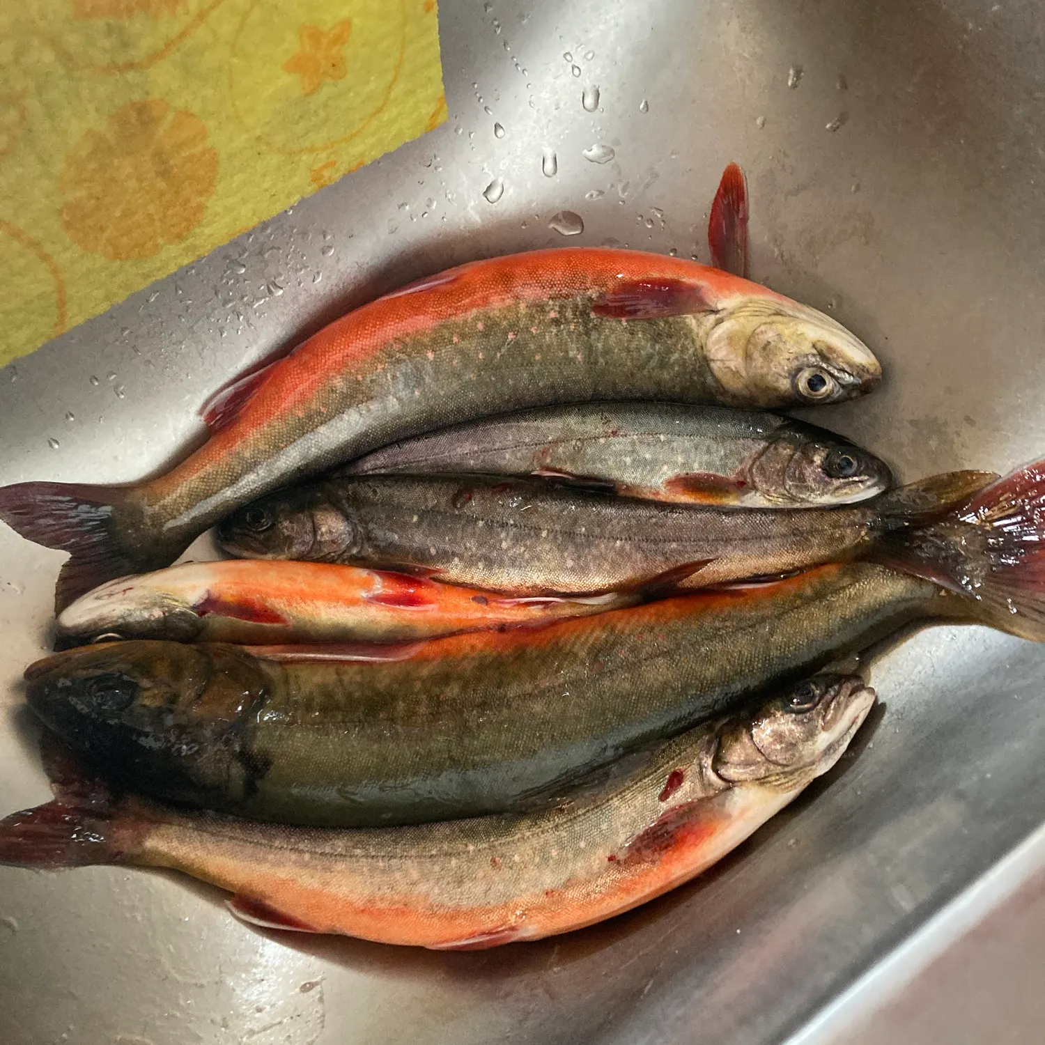 The most recent Arctic char catches on Fishbrain