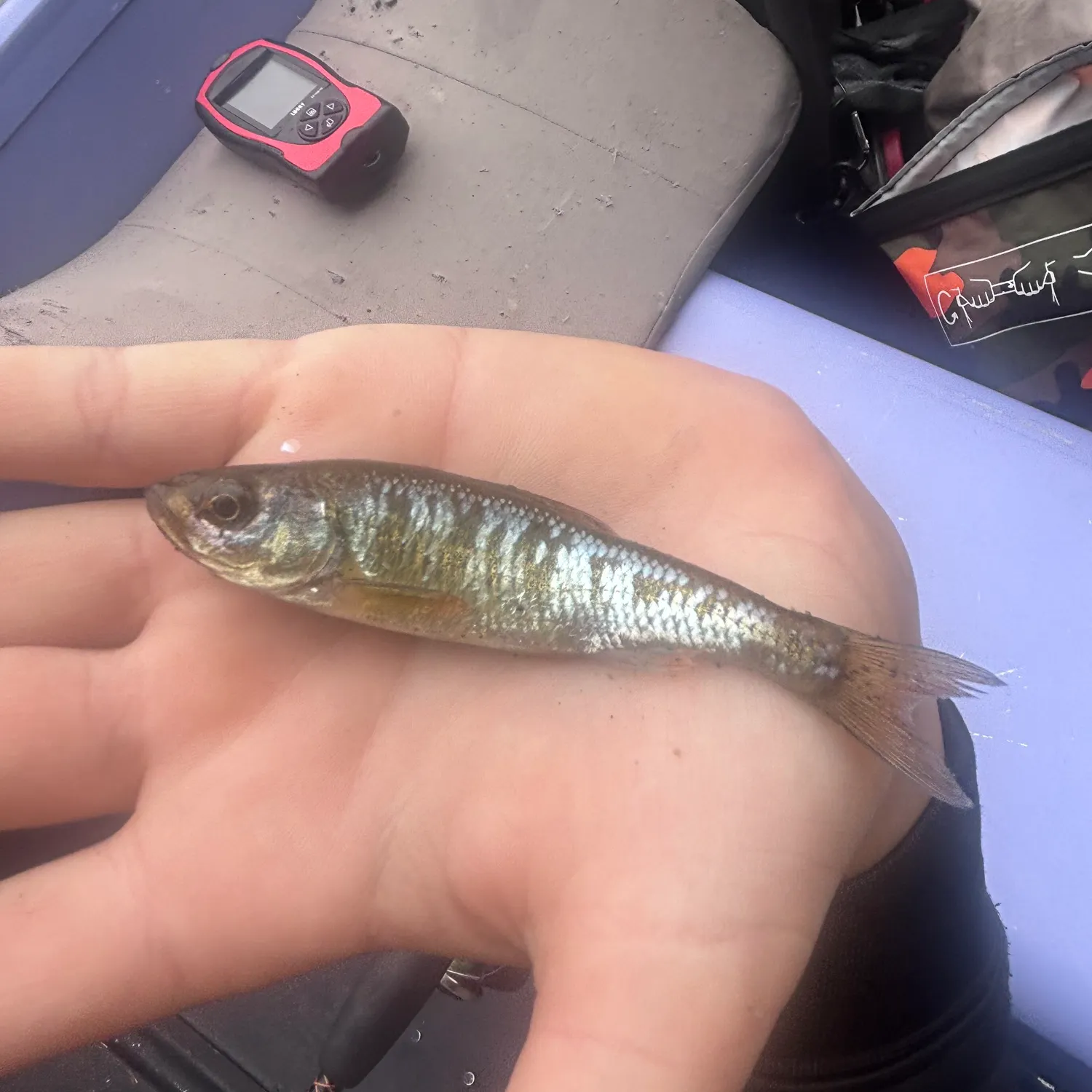 Common shiner caught on Fishbrain