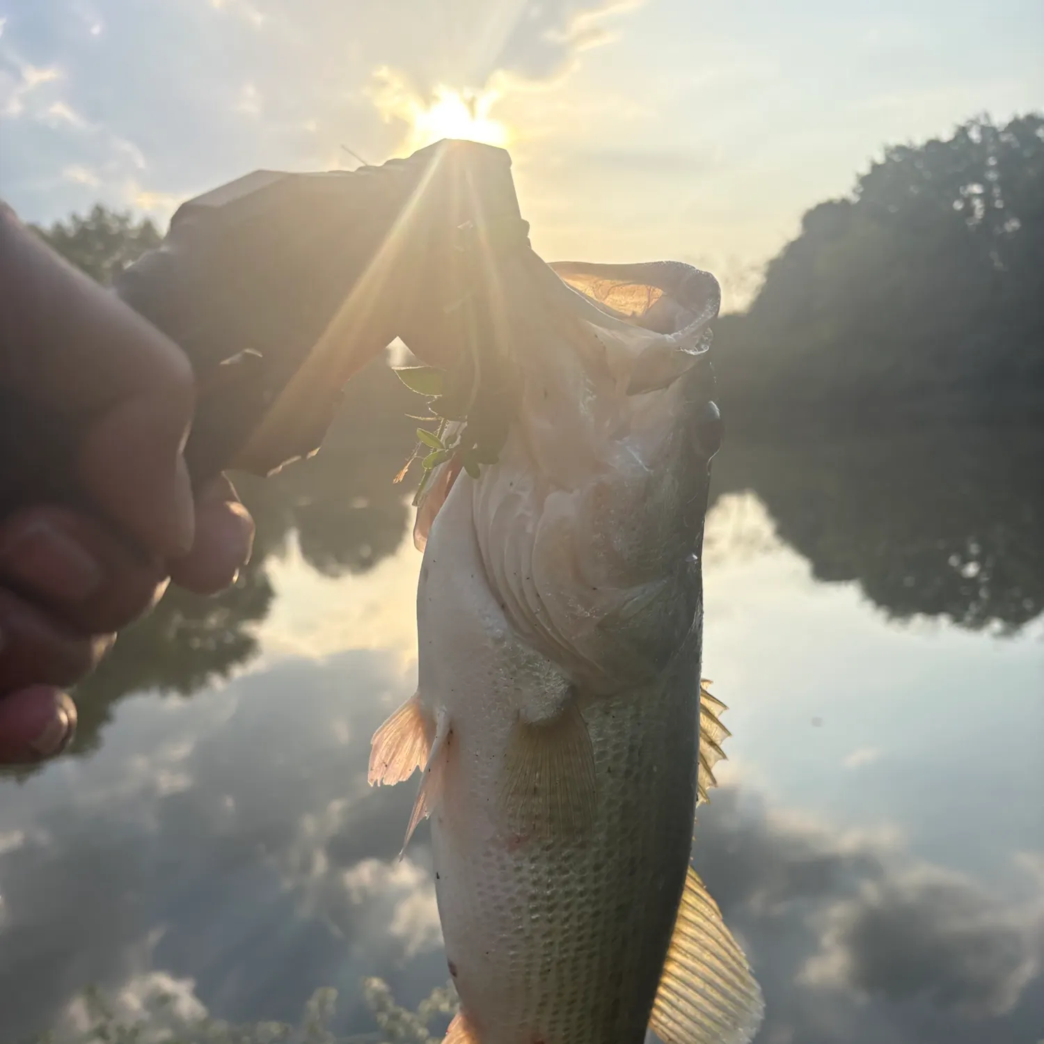 Largemouth bass caught on Fishbrain