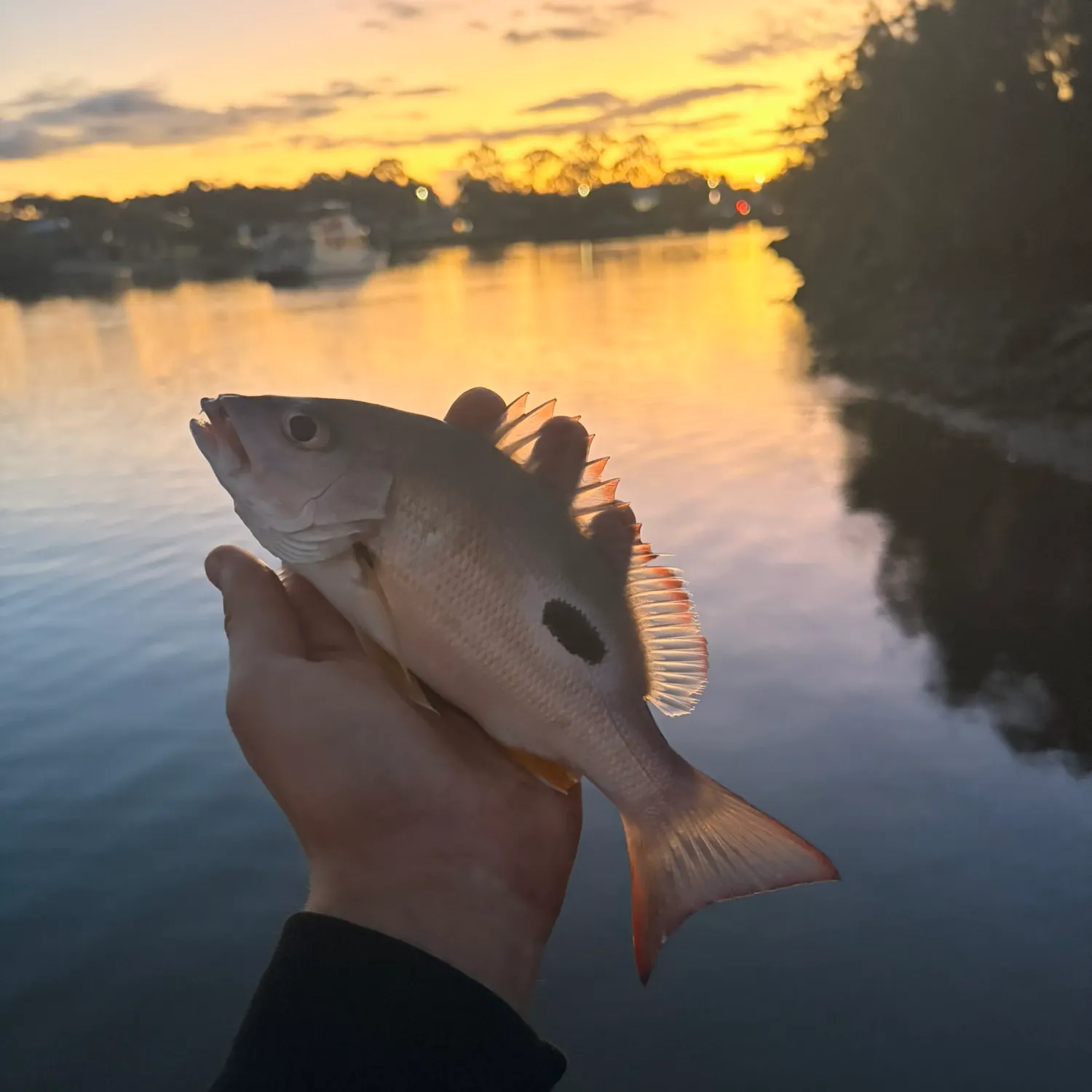 The most recent Moses perch catches on Fishbrain