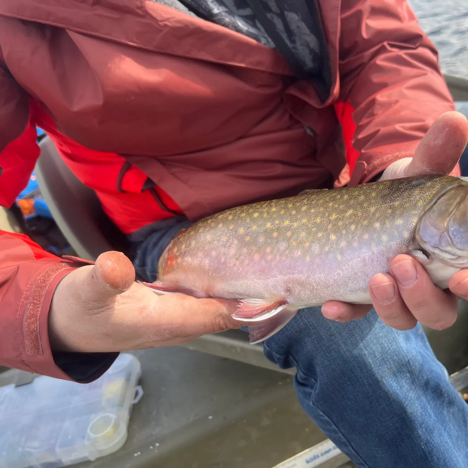The most recent Bull trout catches on Fishbrain