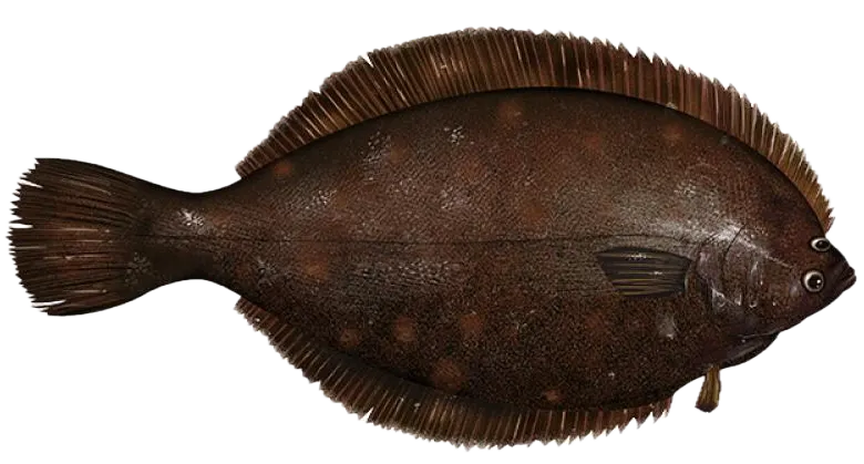 Winter flounder
