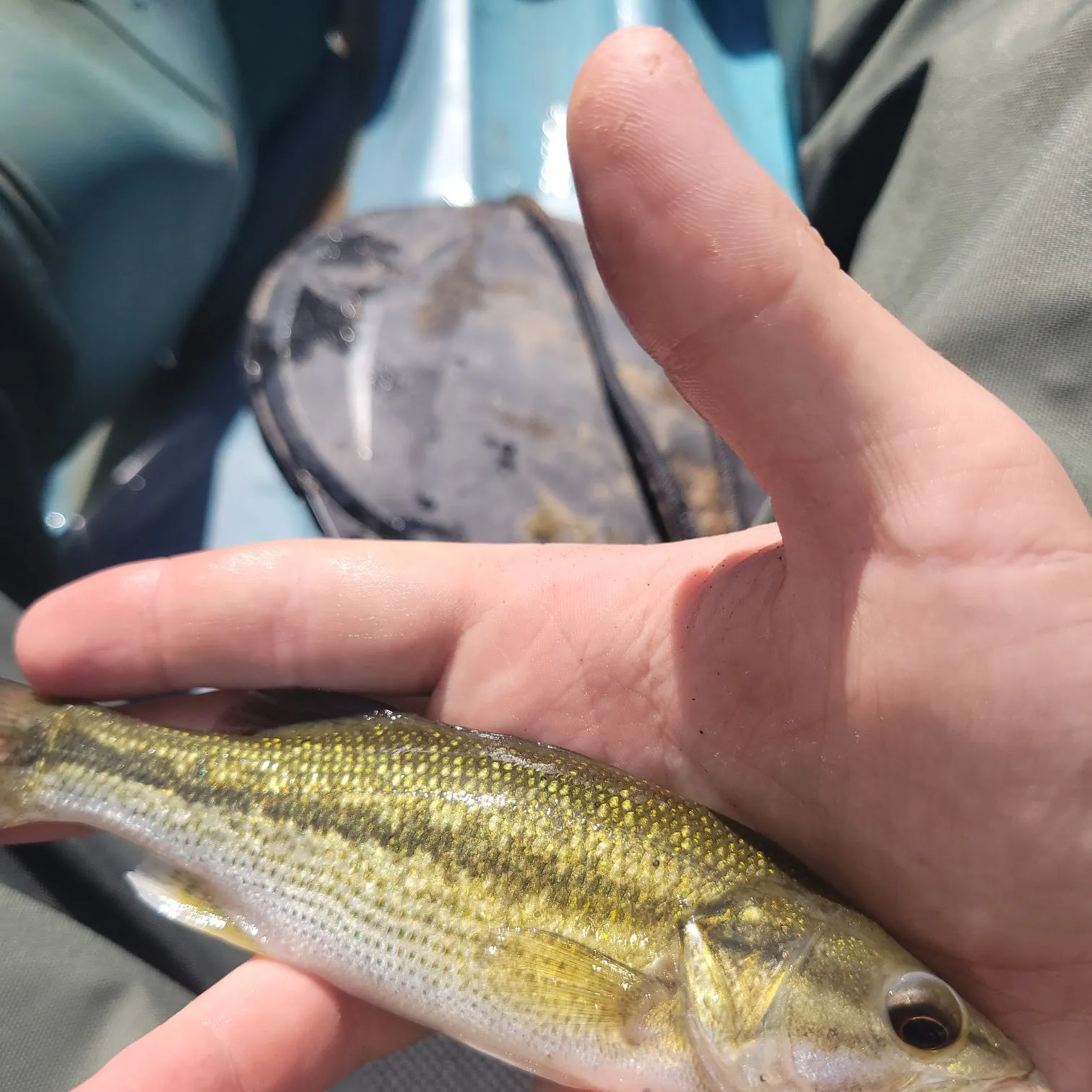 Spotted bass caught on Fishbrain