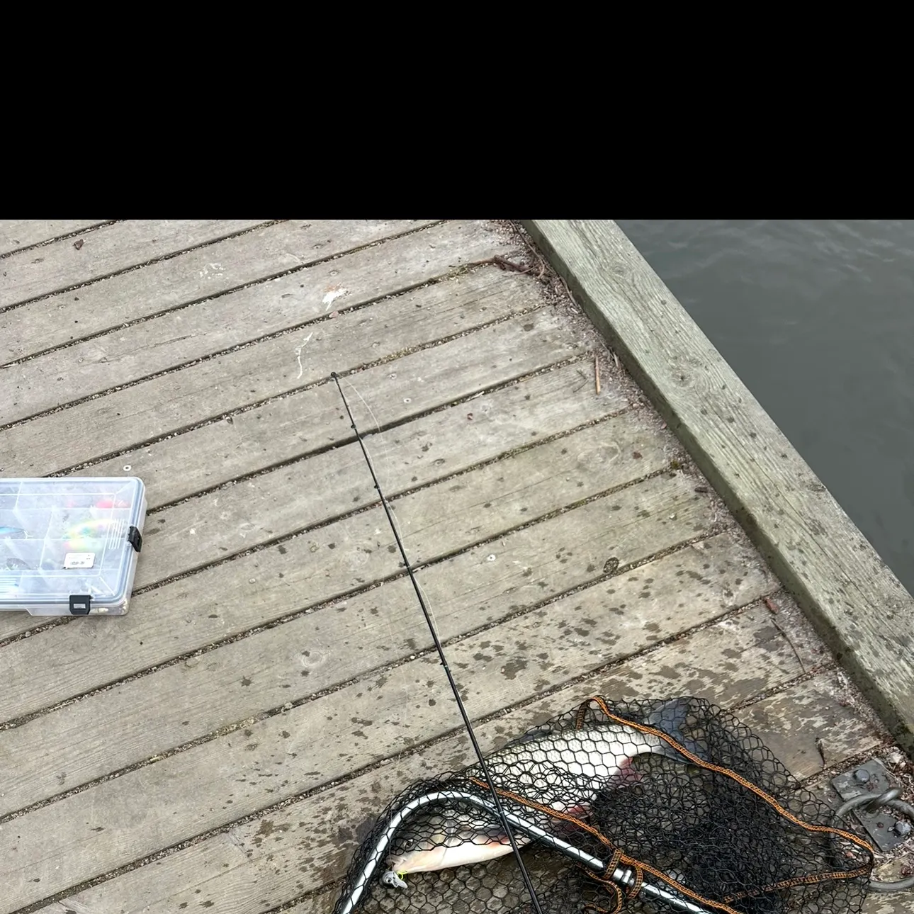 The most recent Ide catches on Fishbrain