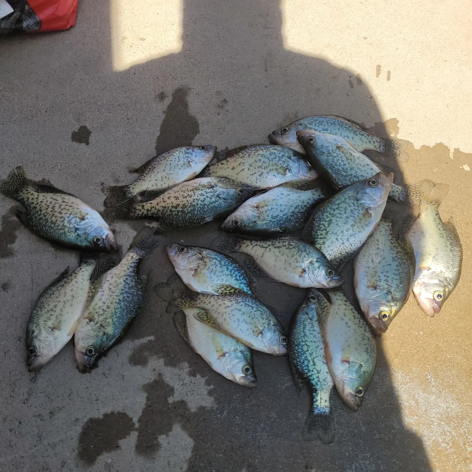 Black crappie caught on Fishbrain