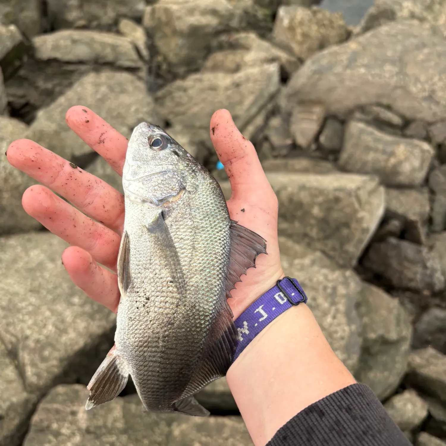 Freshwater drum caught on Fishbrain