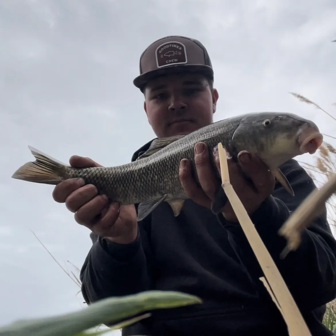 The most recent Utah sucker catches on Fishbrain