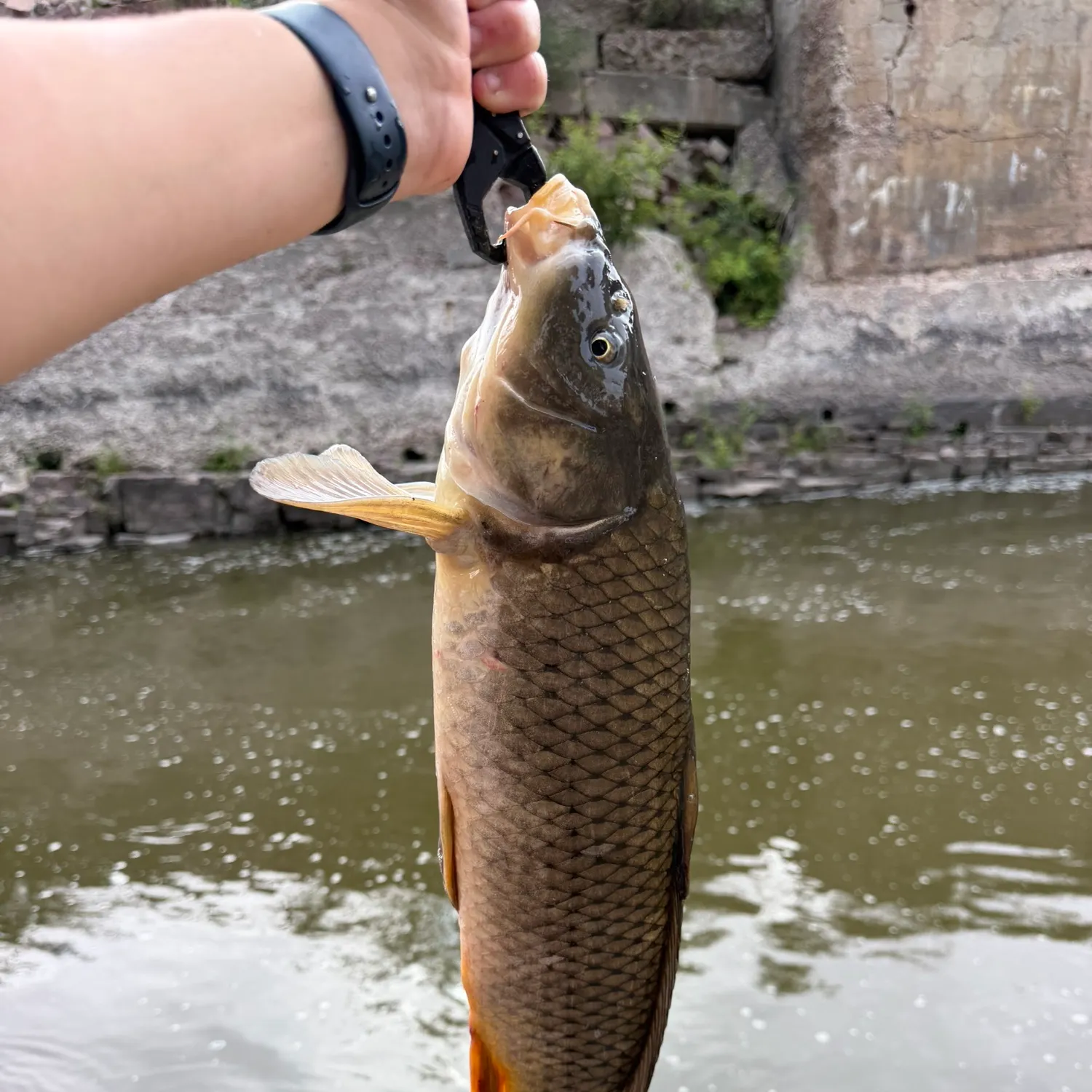 Common carp caught on Fishbrain