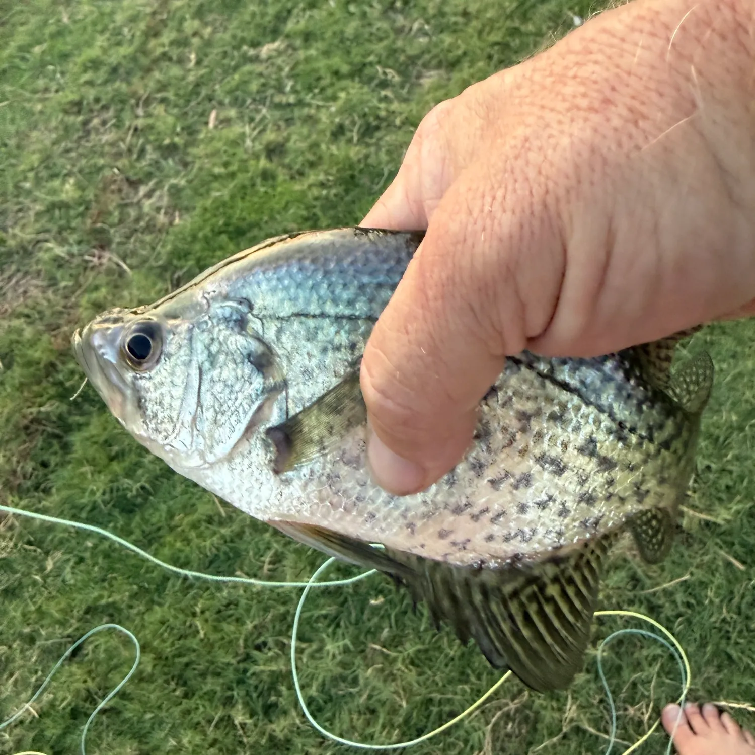 Black crappie caught on Fishbrain