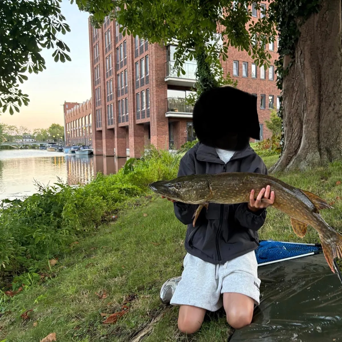 Northern pike caught on Fishbrain