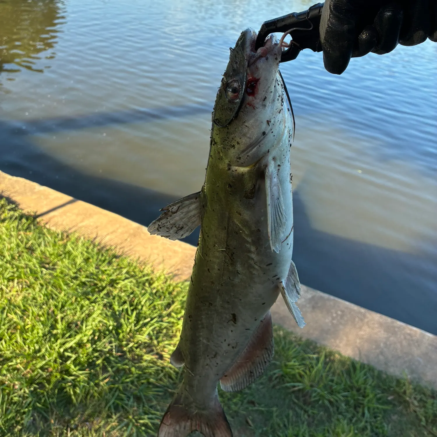 Channel catfish caught on Fishbrain