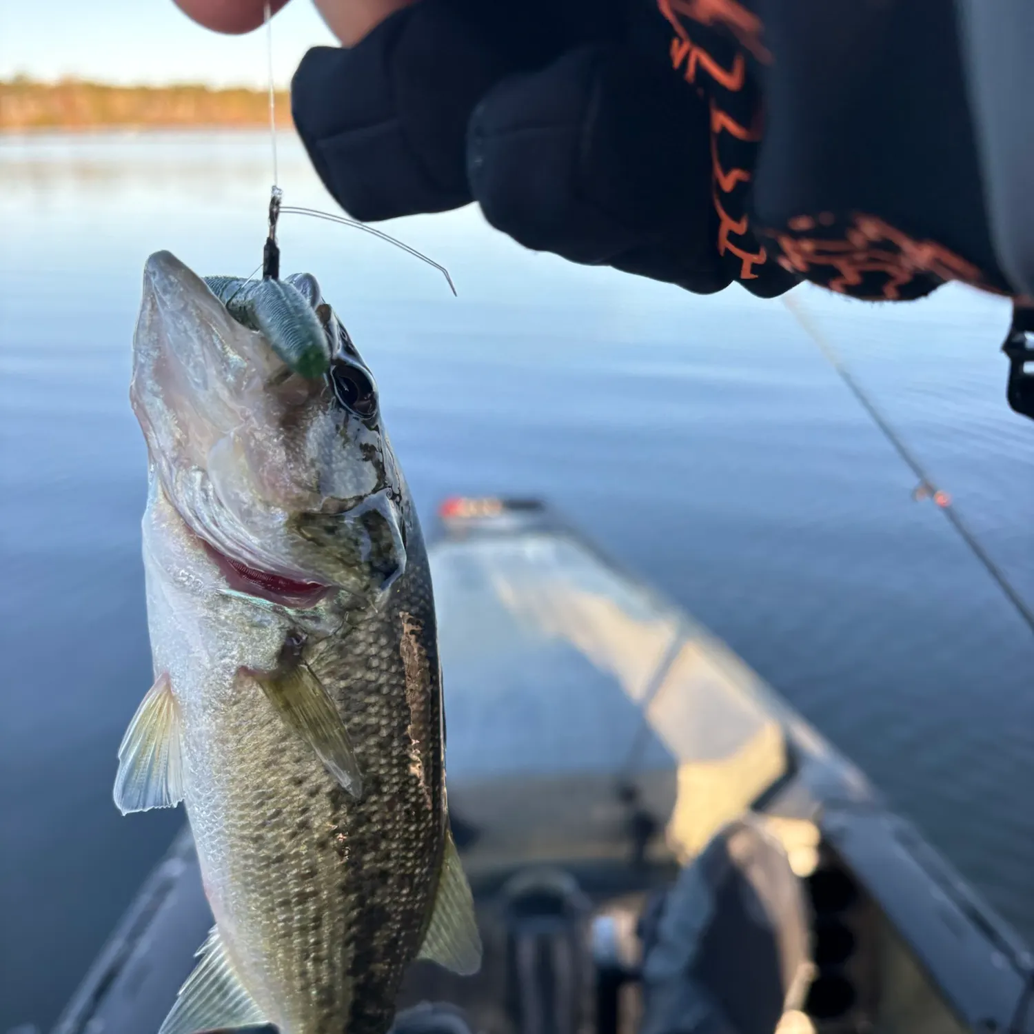 Largemouth bass caught on Fishbrain