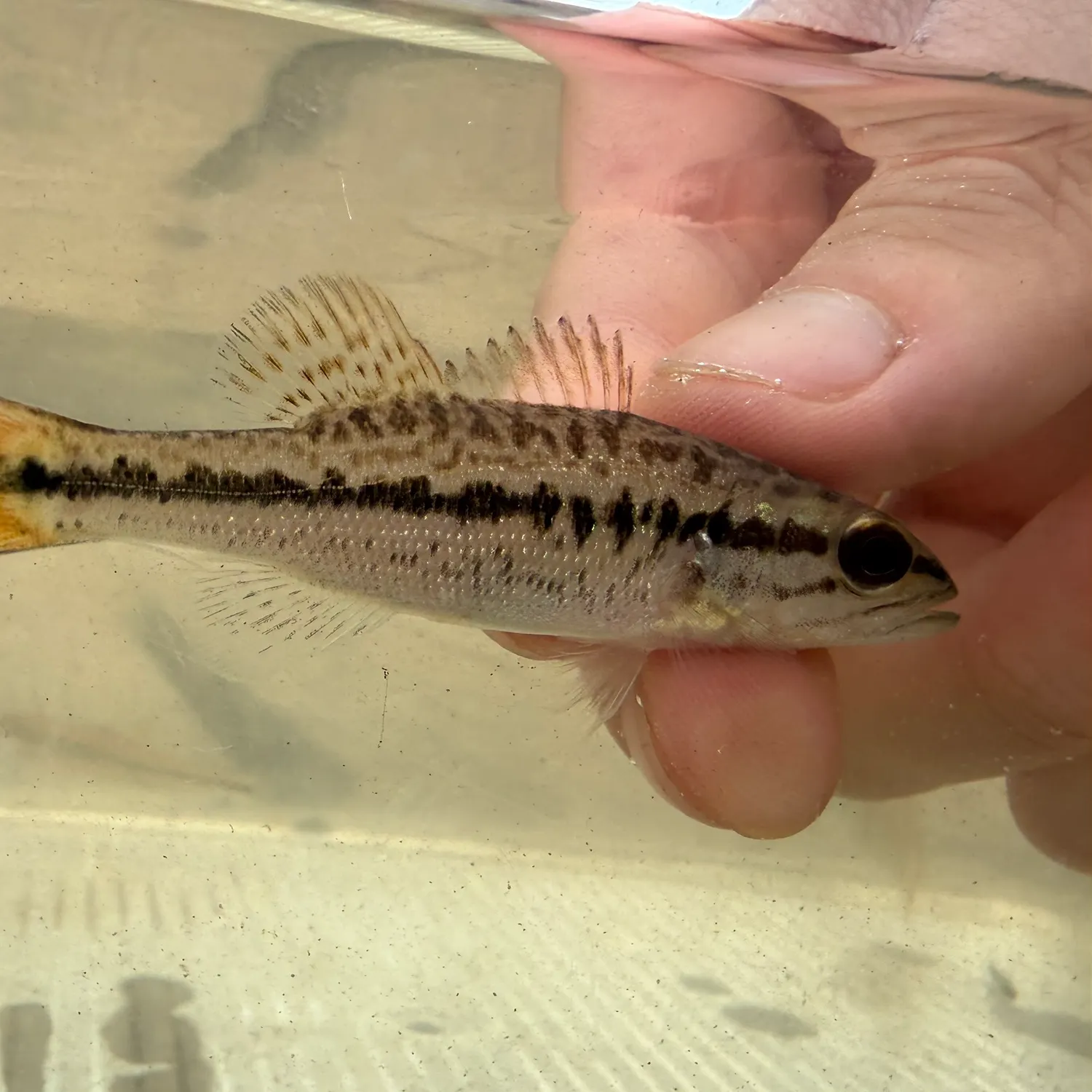 The most recent Choctaw bass catches on Fishbrain