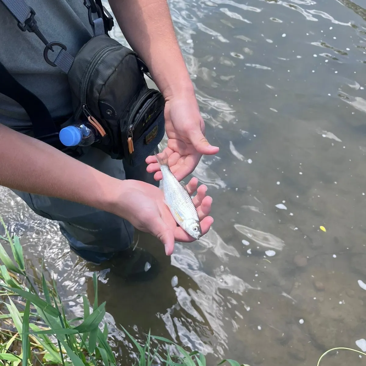 The most recent Common bleak catches on Fishbrain