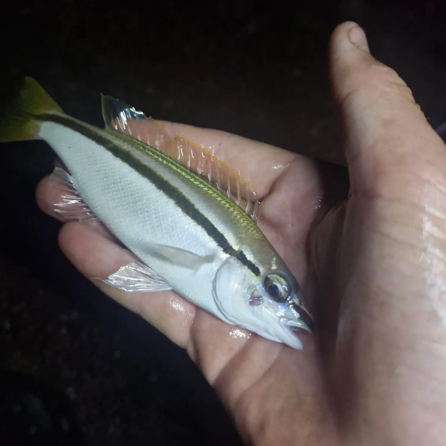 The most recent Striped whiptail catches on Fishbrain