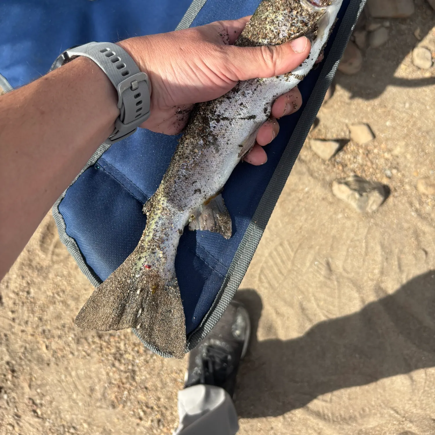 Rainbow trout caught on Fishbrain