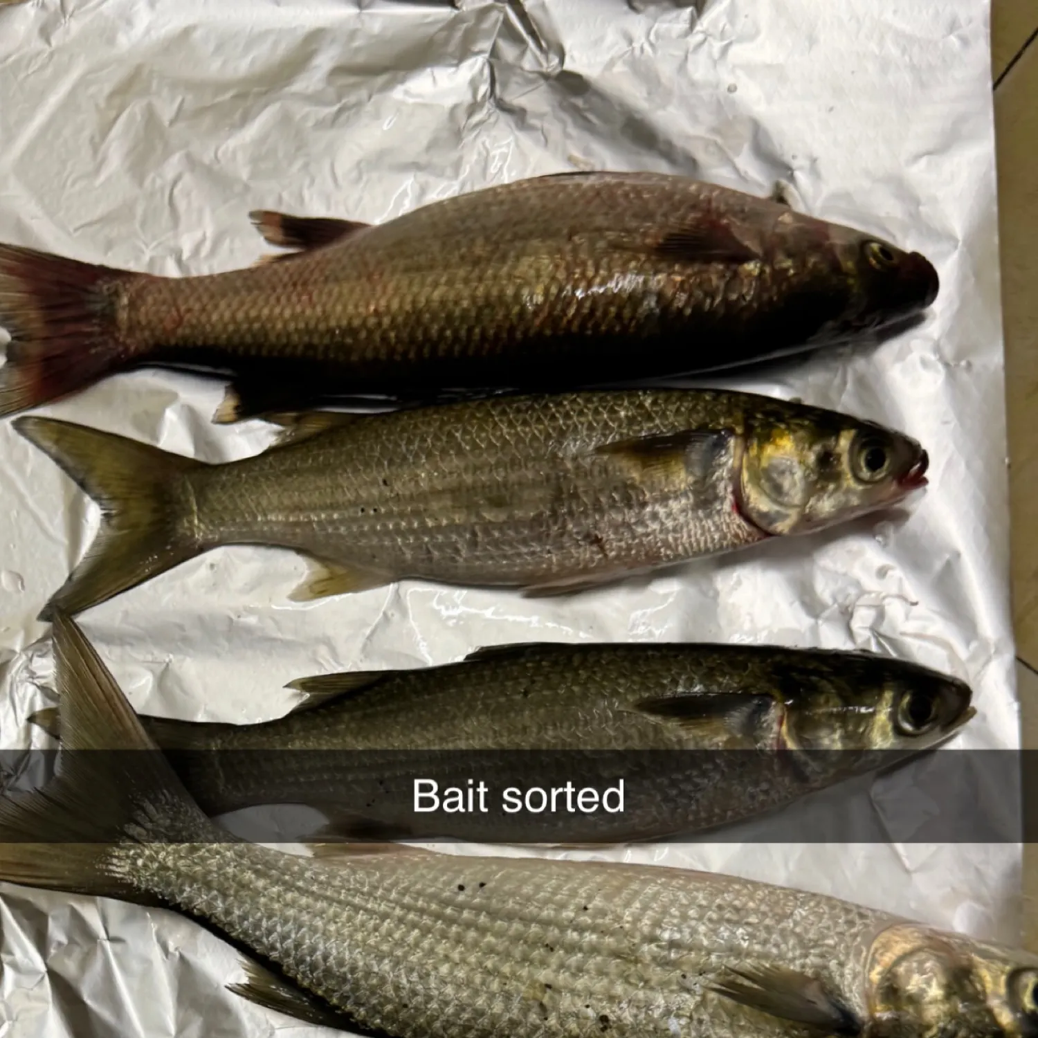 recently logged catches