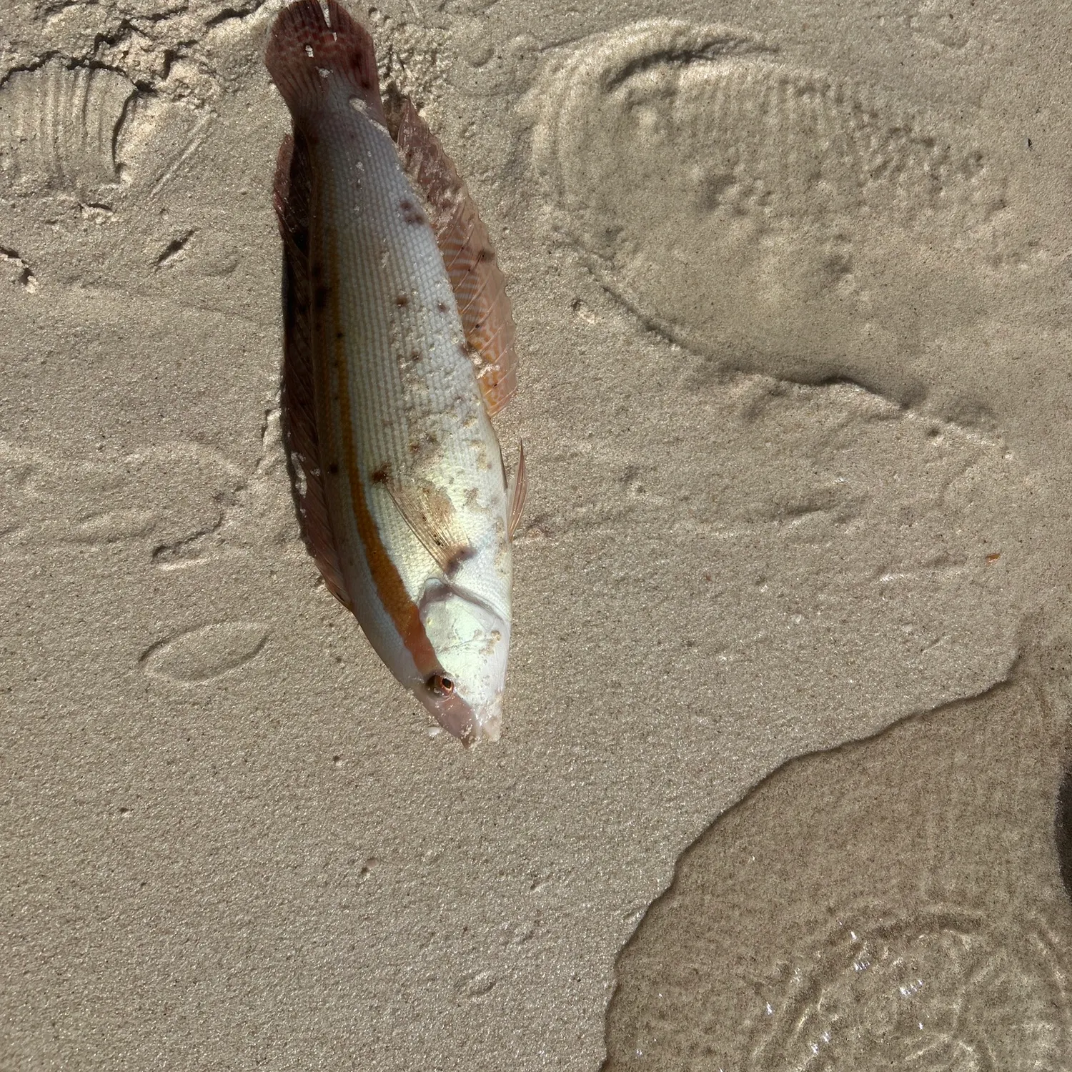 The most recent Striped whiptail catches on Fishbrain