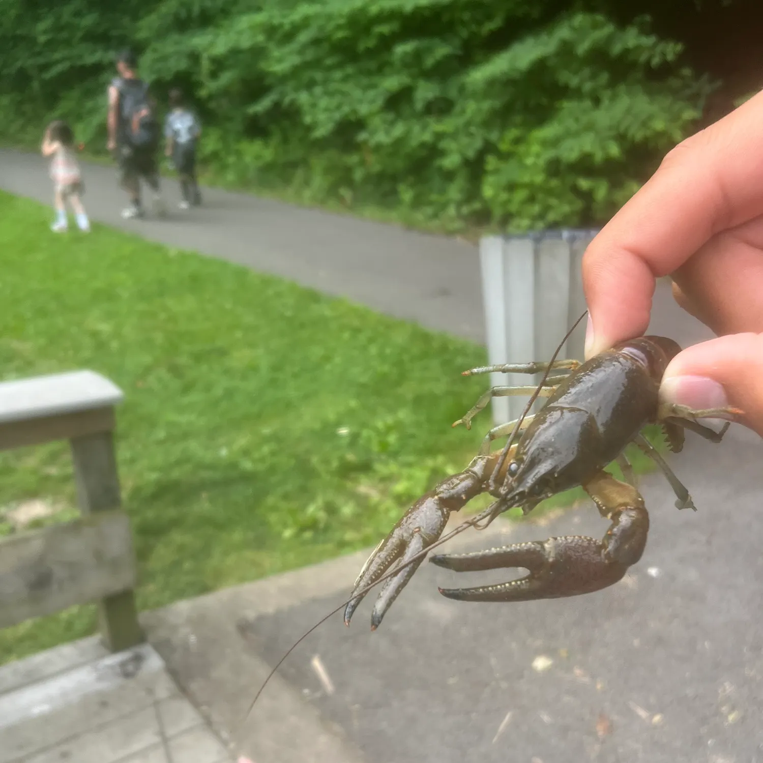 The most recent Signal crayfish catches on Fishbrain