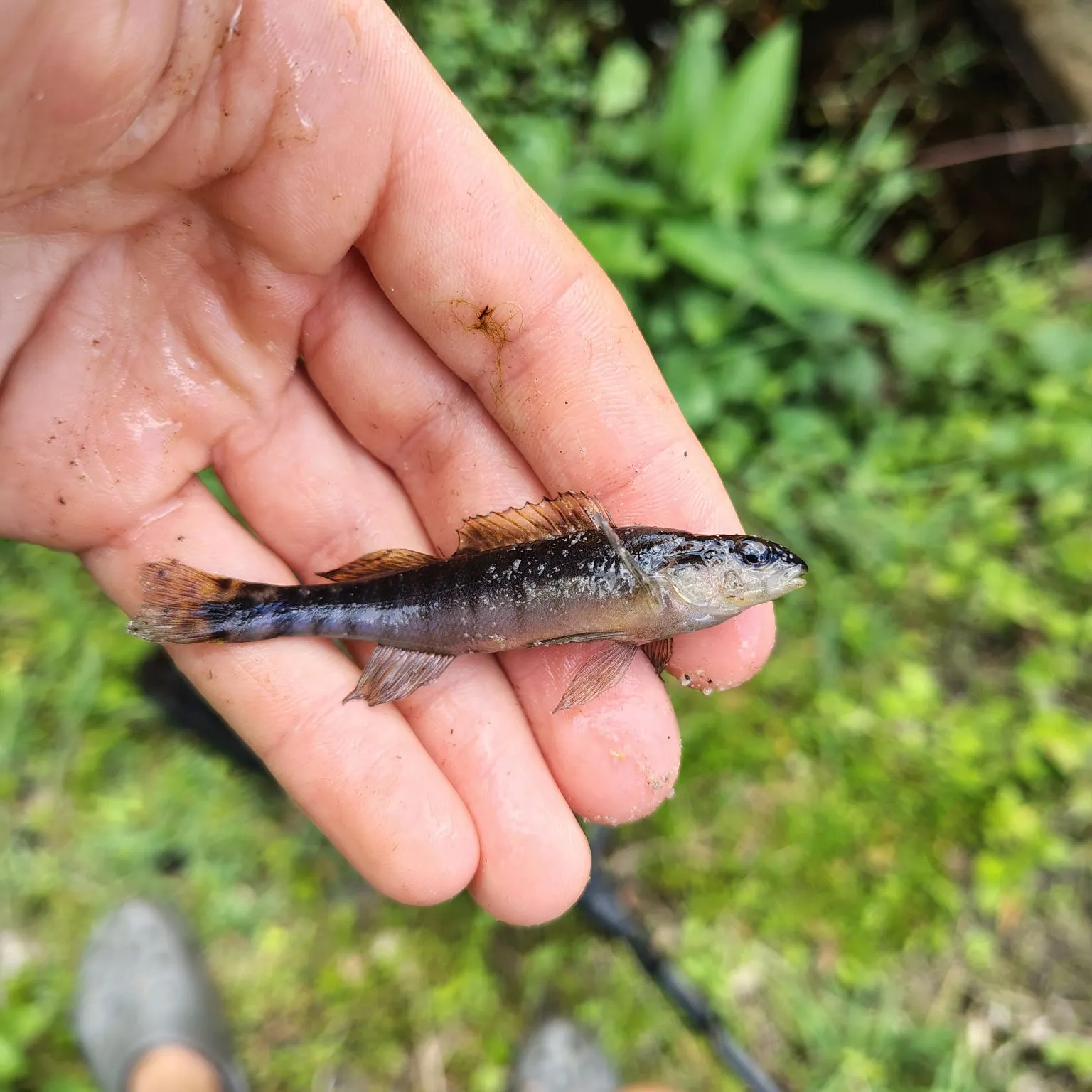 The most recent Westfalls darter catches on Fishbrain