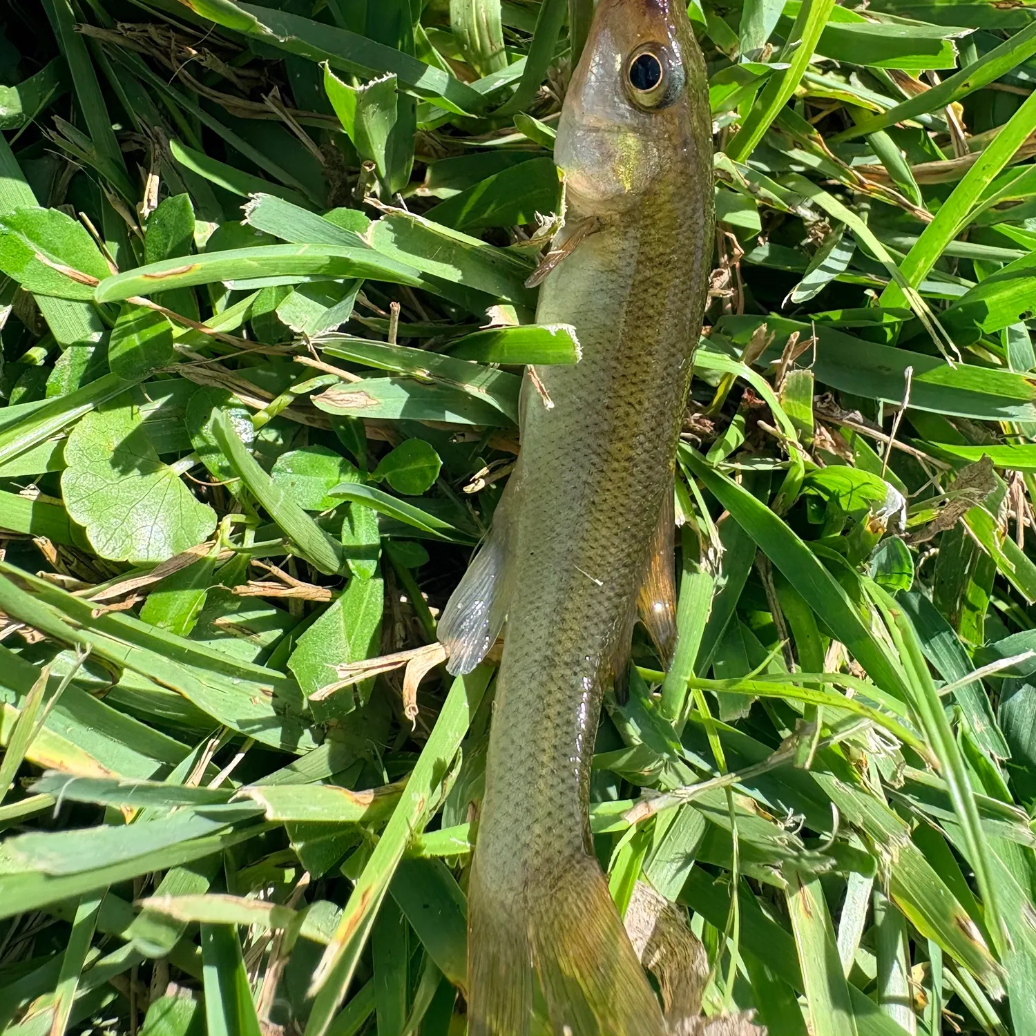 The most recent Lake chub catches on Fishbrain