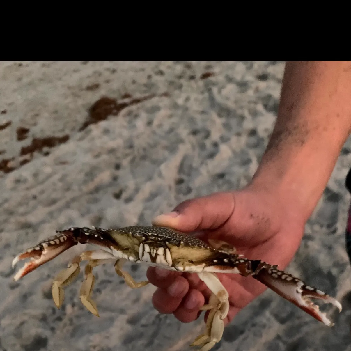 The most recent Blue swimmer crab catches on Fishbrain