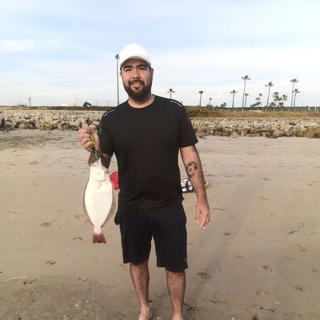 The most recent California halibut catches on Fishbrain