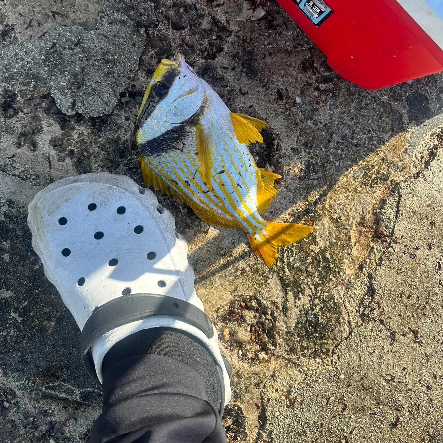 The most recent Atlantic porkfish catches on Fishbrain
