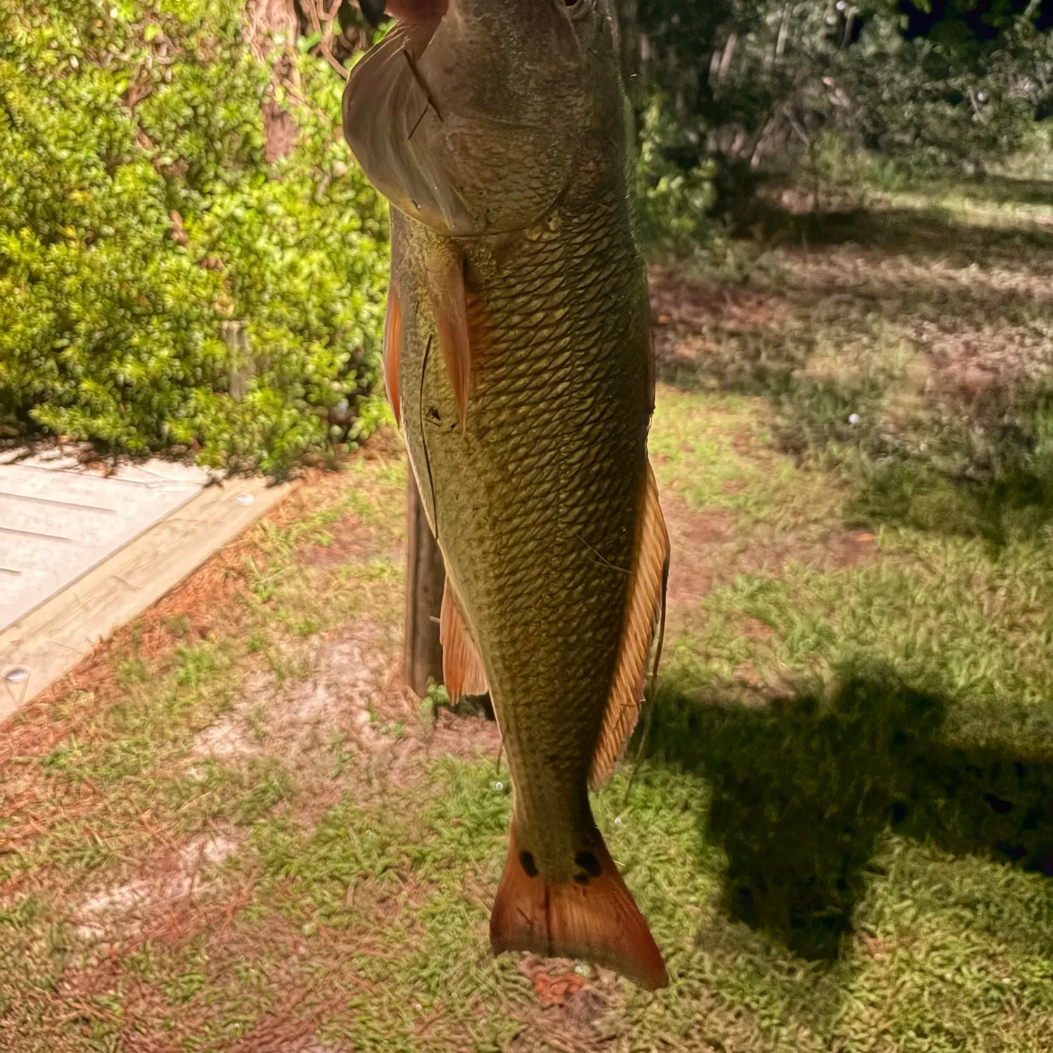 Red drum caught on Fishbrain