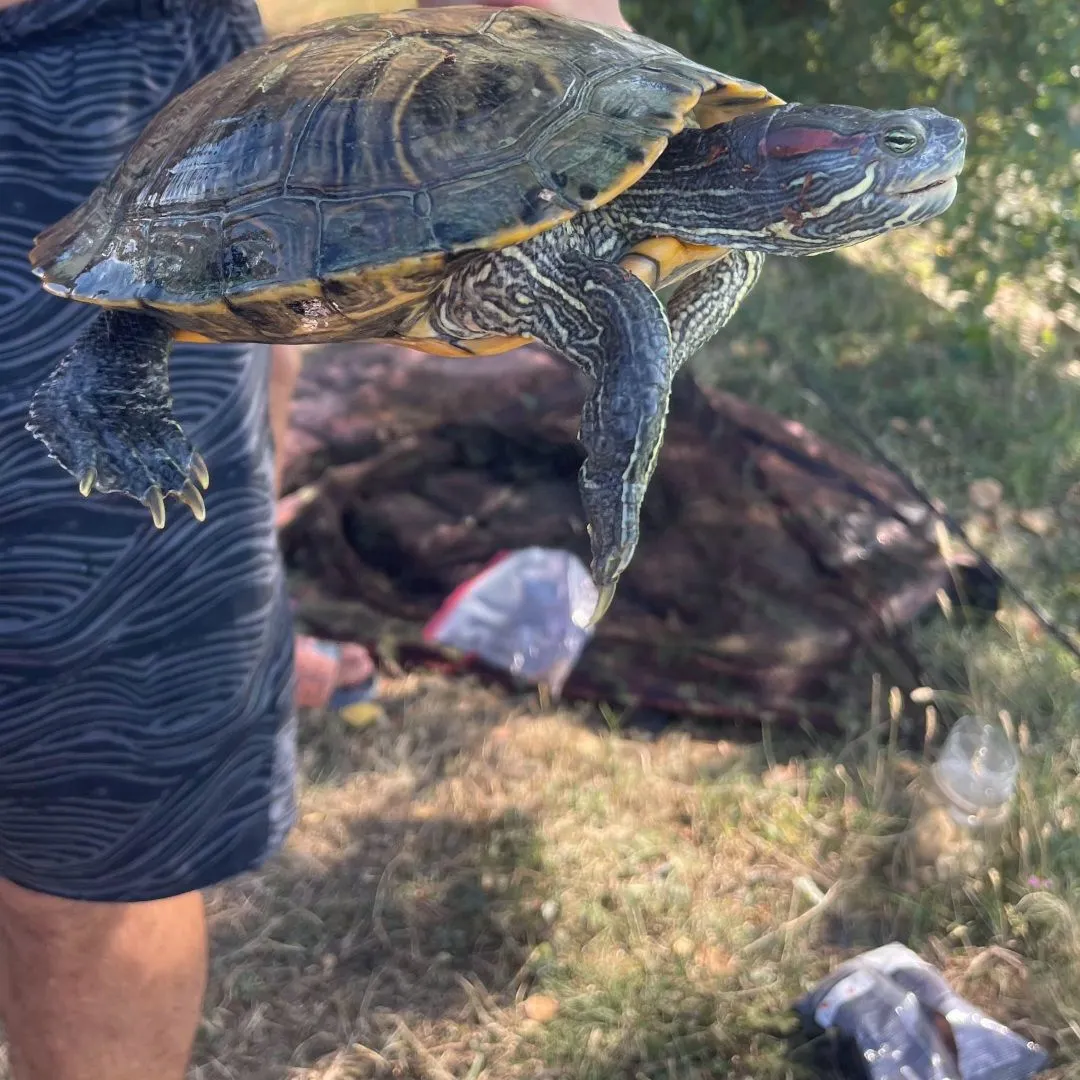 Fish caught on Fishbrain