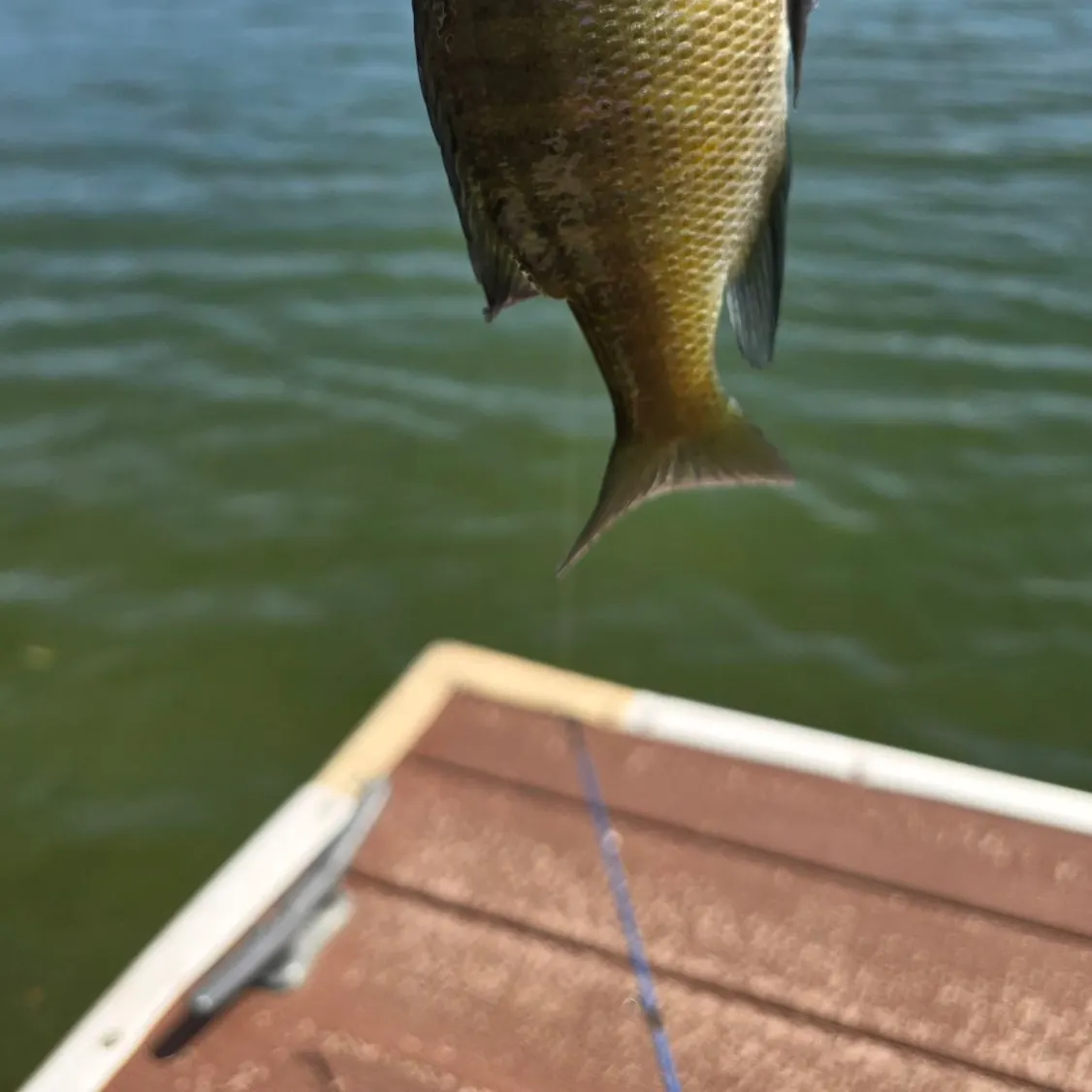 Bluegill caught on Fishbrain