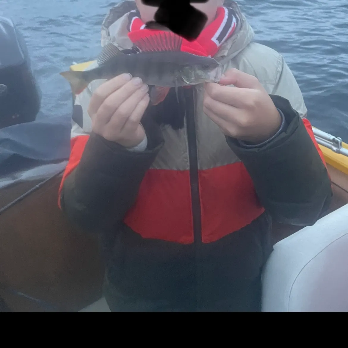 European perch caught on Fishbrain