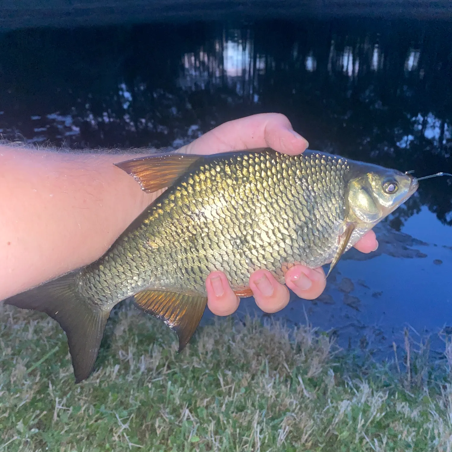 The most recent Golden shiner catches on Fishbrain