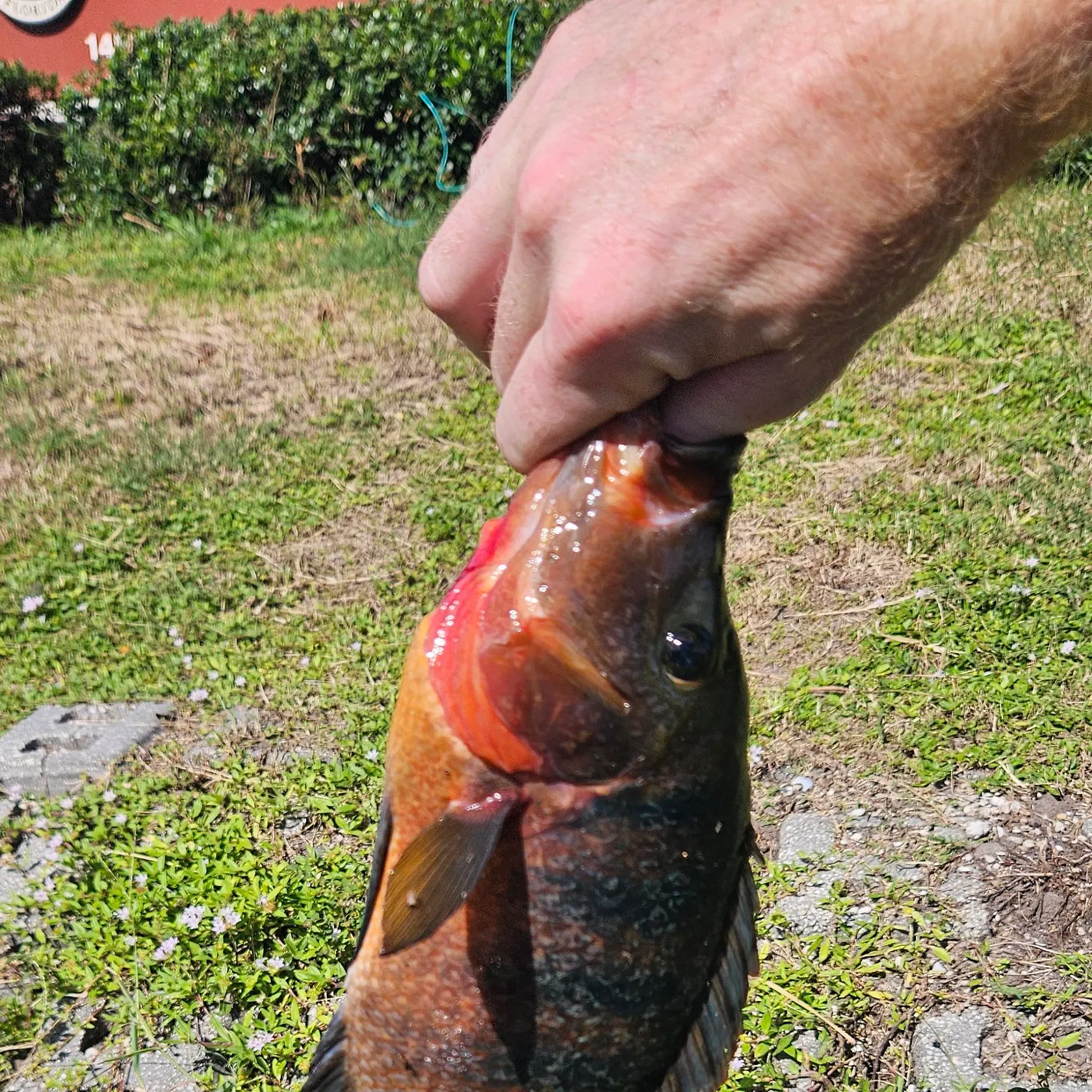 Mayan cichlid caught on Fishbrain